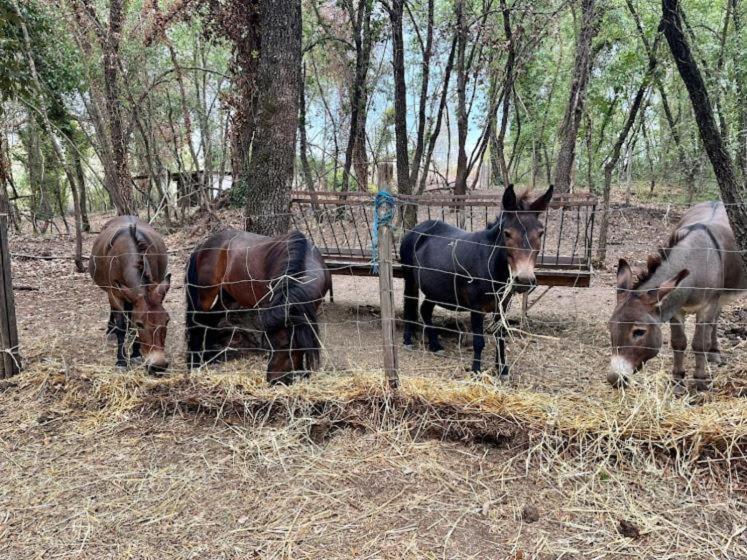 Agriturismo Biofattoria L'Upupa Montalcino Dış mekan fotoğraf