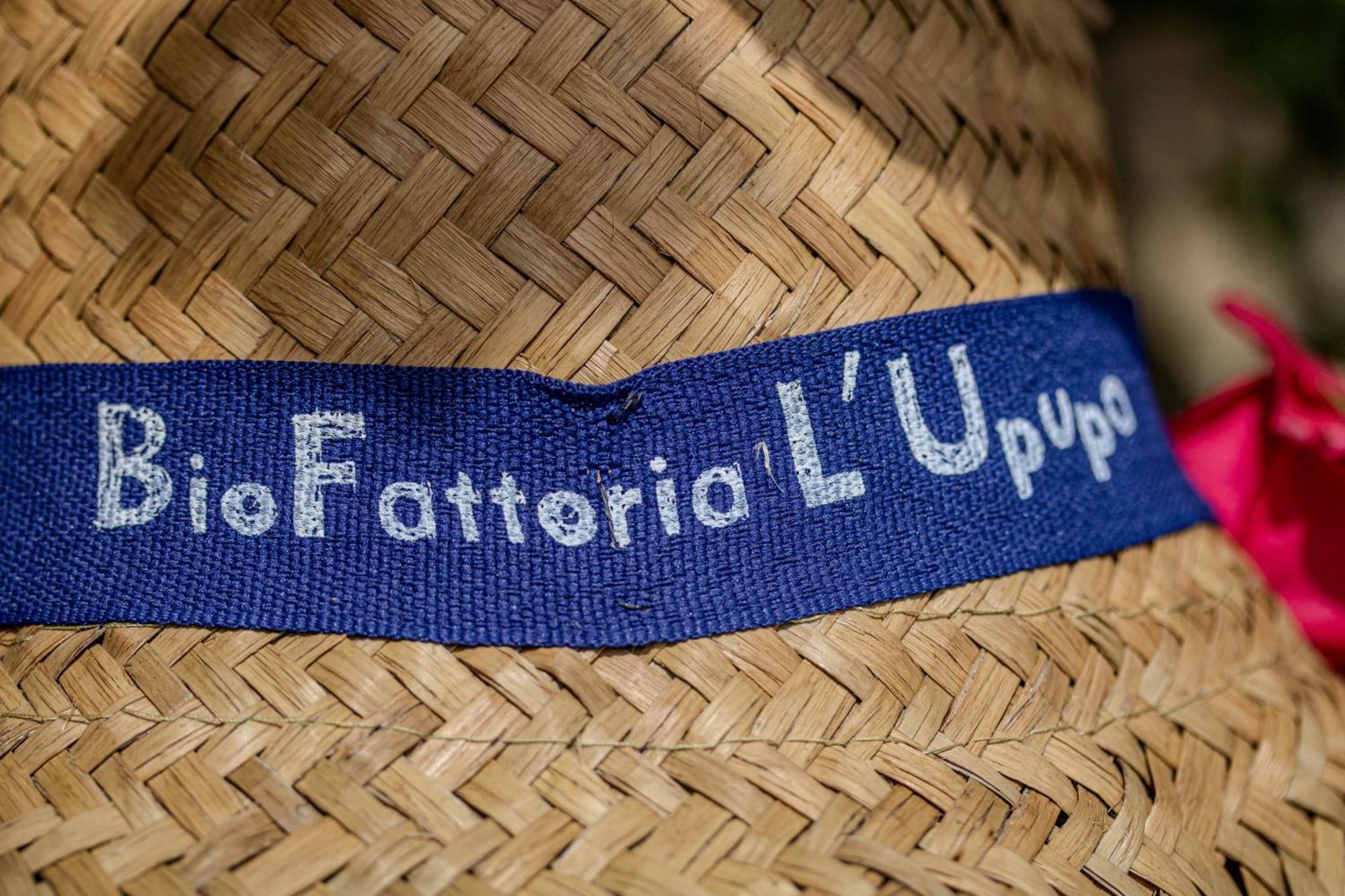 Agriturismo Biofattoria L'Upupa Montalcino Dış mekan fotoğraf